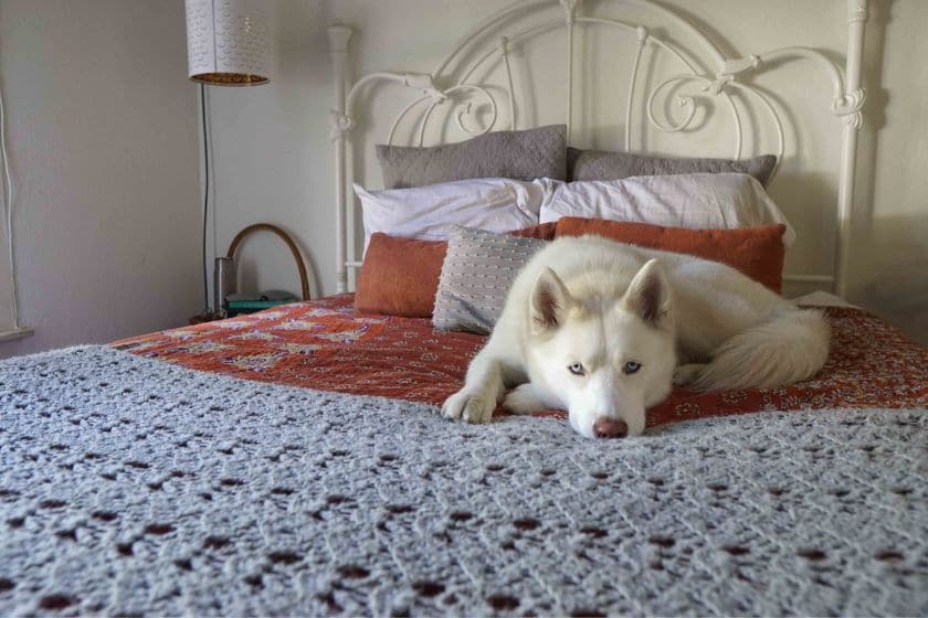 dog laying on bed