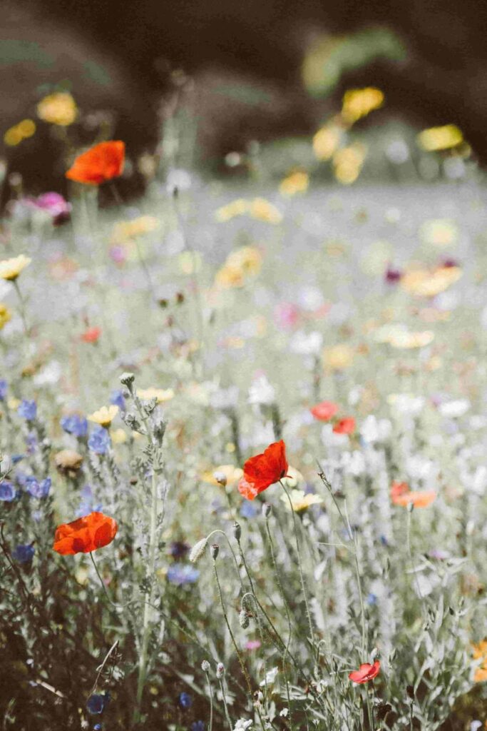 flowers in a field