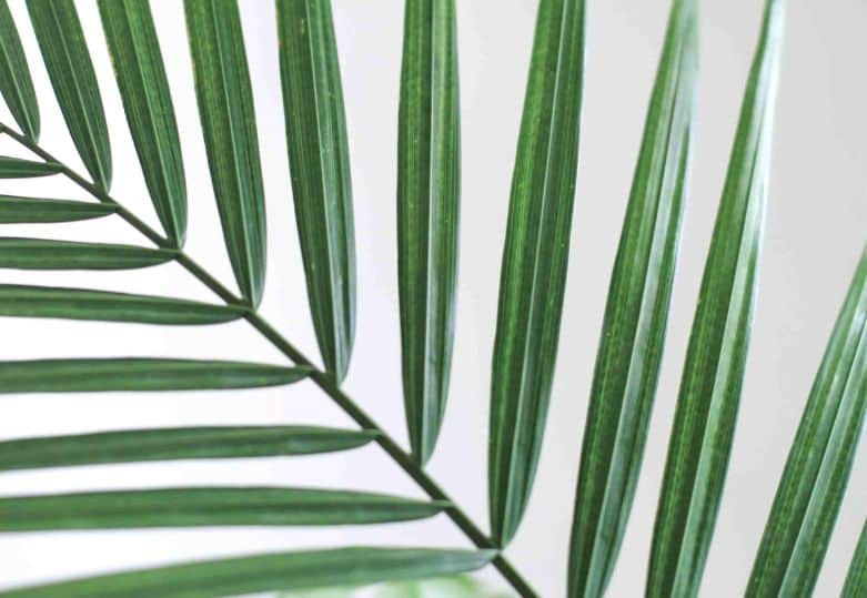 leaf