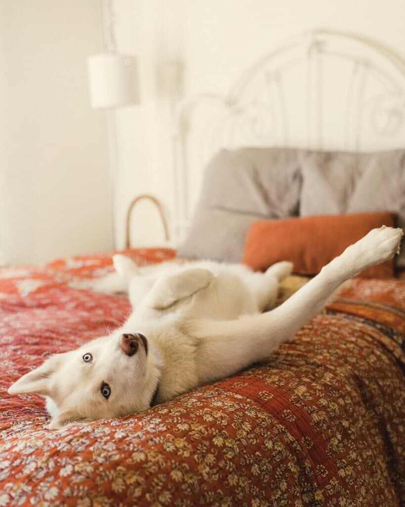 dog on bed