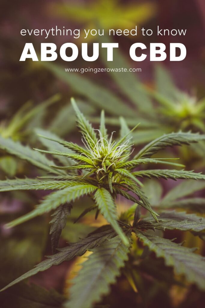 What is CBD? Everything You Need to Know