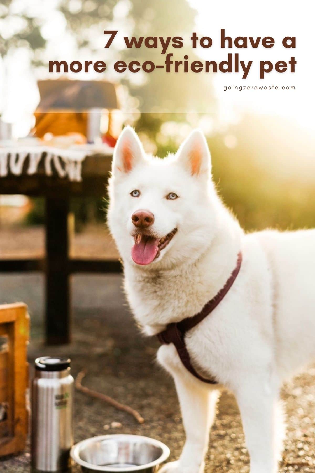 Eco lucks dog sales collar