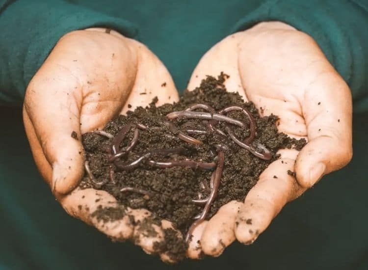 hands holding worms and compost