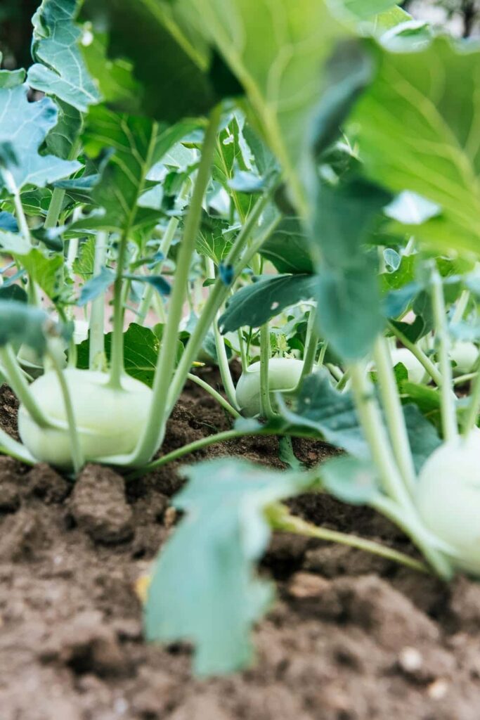 Agricultura sostenible: ¿Cuál es el problema con la salud del suelo?