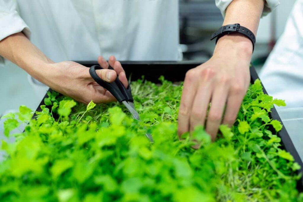 cutting homegrown herbs