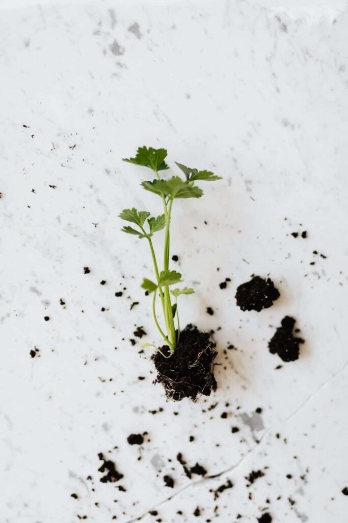 Agricultura sostenible: ¿Cuál es el problema con la salud del suelo?