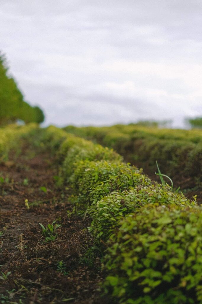 Sustainable Agriculture: What's the Deal With Soil Health? 