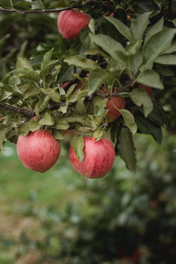 Agricultura sostenible: ¿Cuál es el problema con la salud del suelo? 