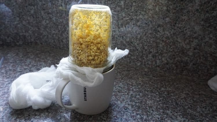 straining millet with cheesecloth