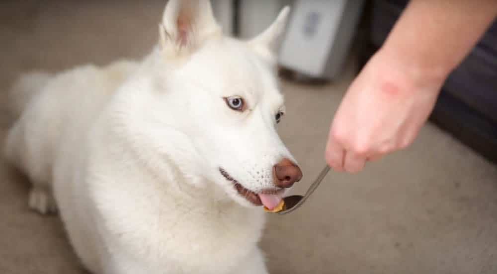 a white dog eating a spoonful of homemade nut butter