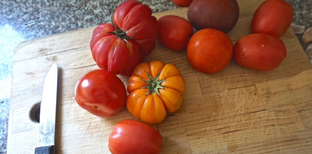 An assortment of tomatoes used for homemade tomato sauce