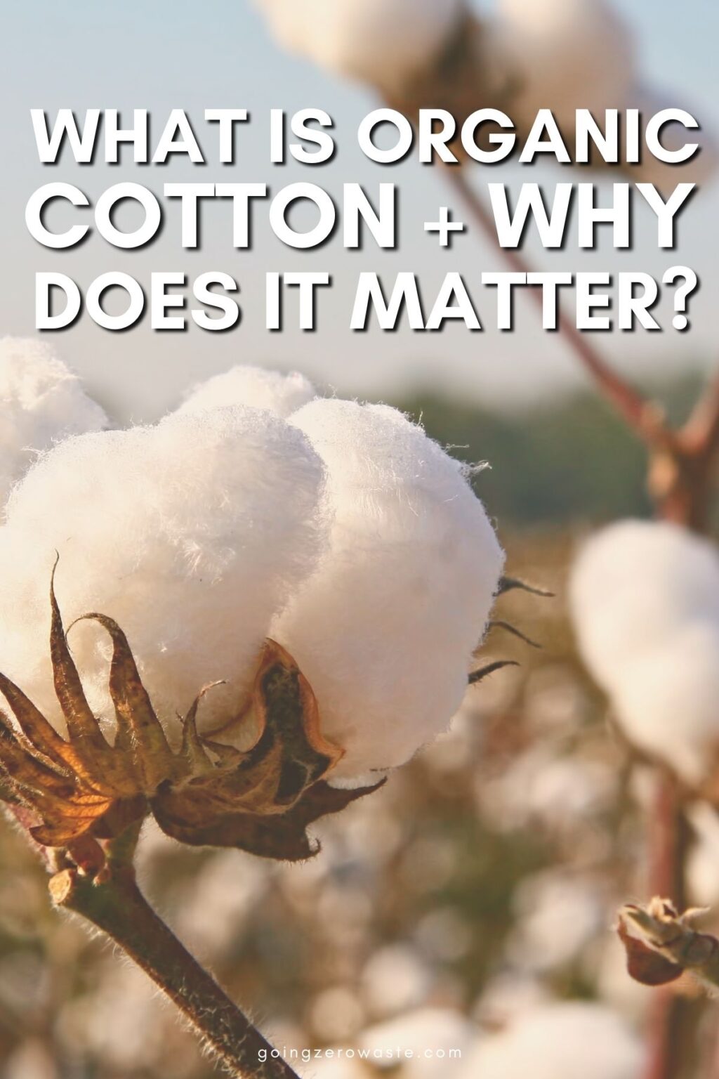 What is Organic Cotton + Why Does It Matter? Going Zero Waste