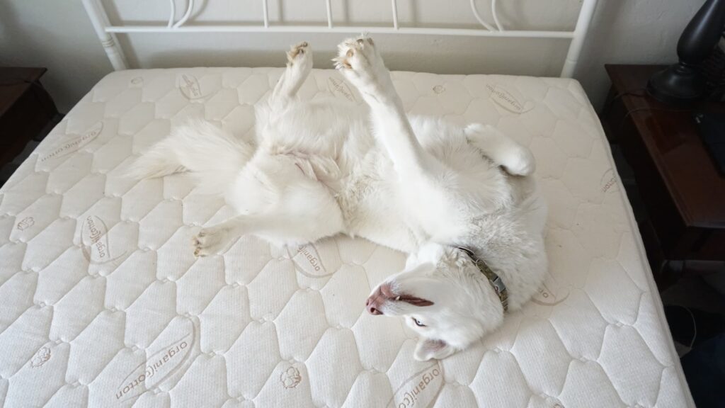 the best organic mattress with a dog lying on her back on top