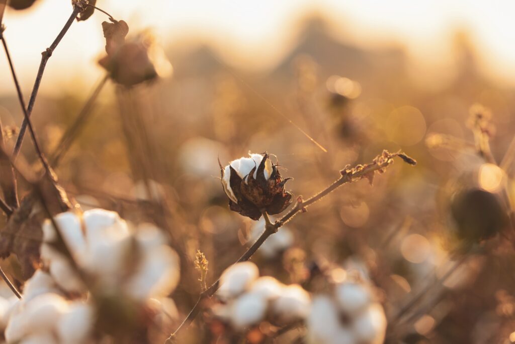 What is Organic Cotton + Why Does It Matter?