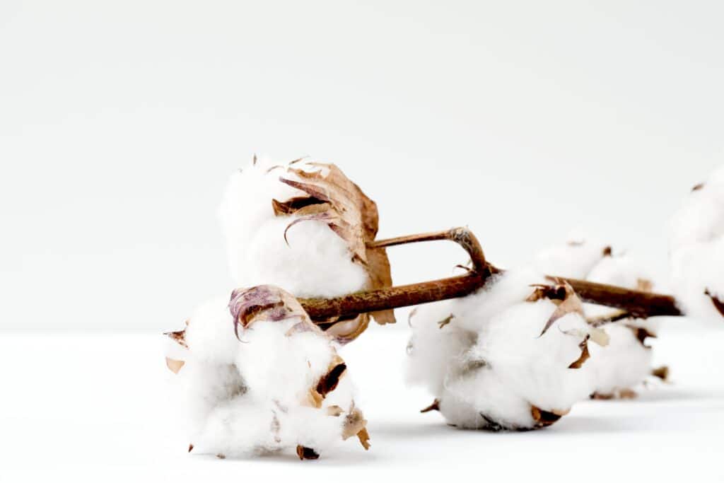 What is Organic Cotton + Why Does It Matter?