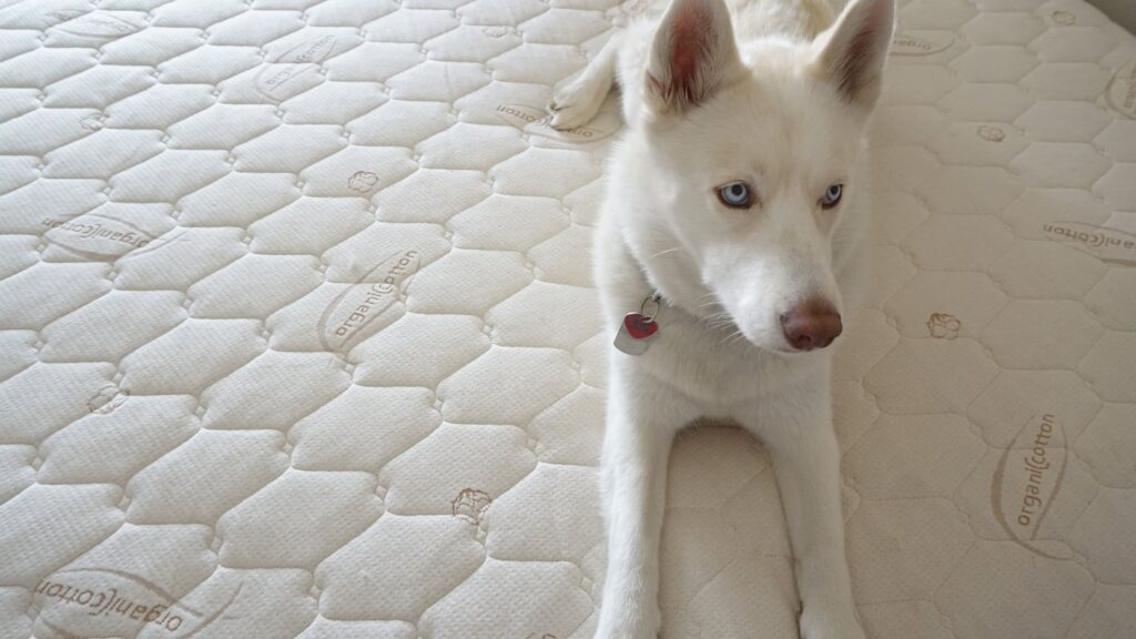 Close up of a dog lying on sustainable mattresses