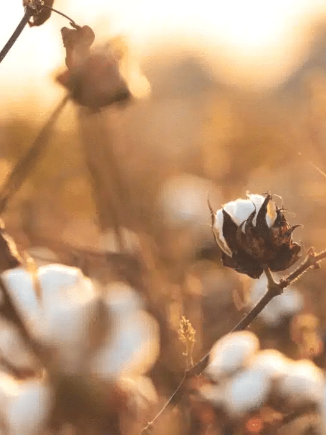 What is Organic Cotton And Why Does It Matter?