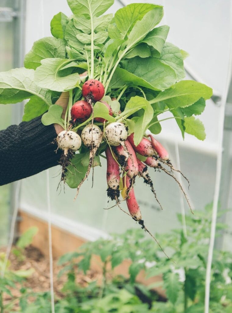 Landscape wisely for a sustainable home, skip the lawn and grow food. Hand holding a bunch of root veggies