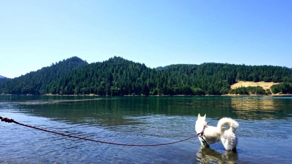 a dog standing in a lake in the mountains during an eco camping trip.