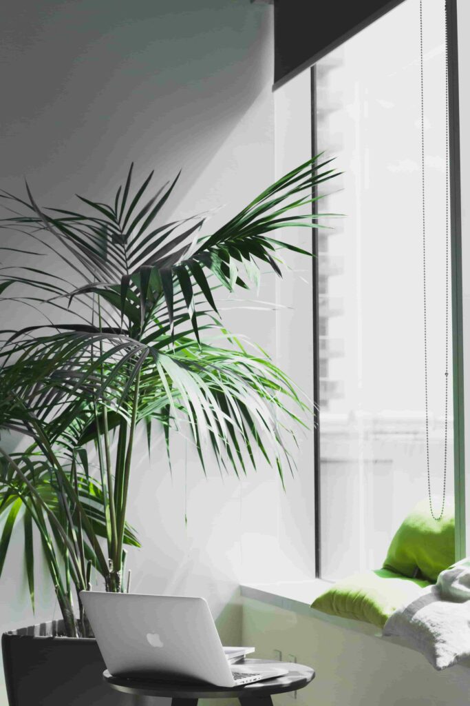 side table with a laptop on it and a tall indoor tree.