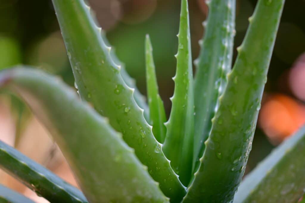 Close up of live plant of aloe for sunburn. 