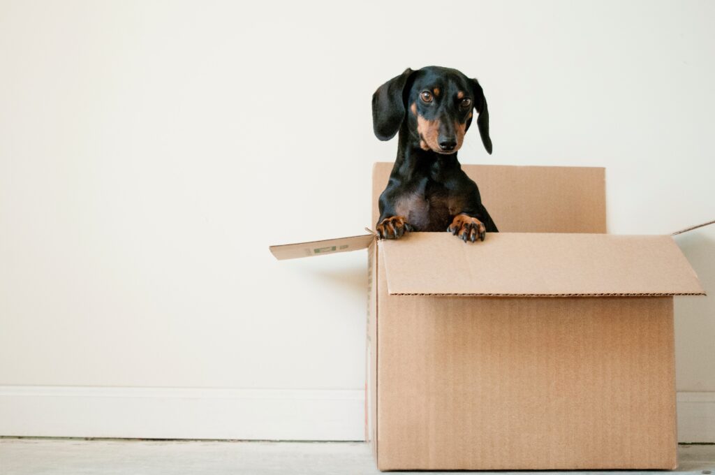 A dog inside of a cardboard moving box to illustrate a post about sustainable boxes.