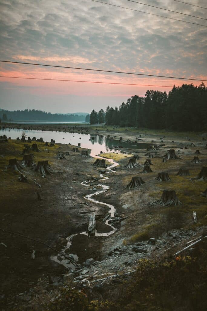 Photo of dead tree stumps to illustrate overshoot day