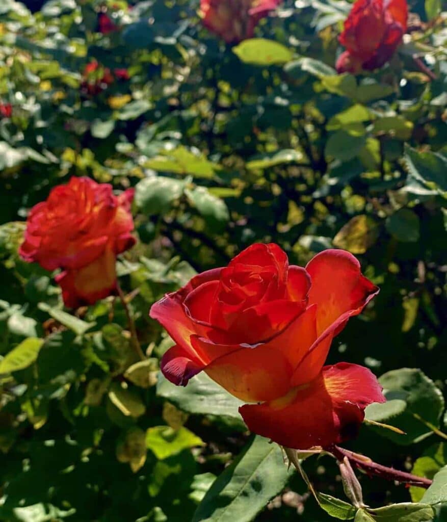 Find joy in the little things - red roses in full bloom. 