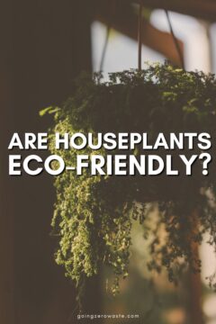 Is Your Plant Addiction Eco-Friendly? Is Your Plant Addiction Eco-Friendly?