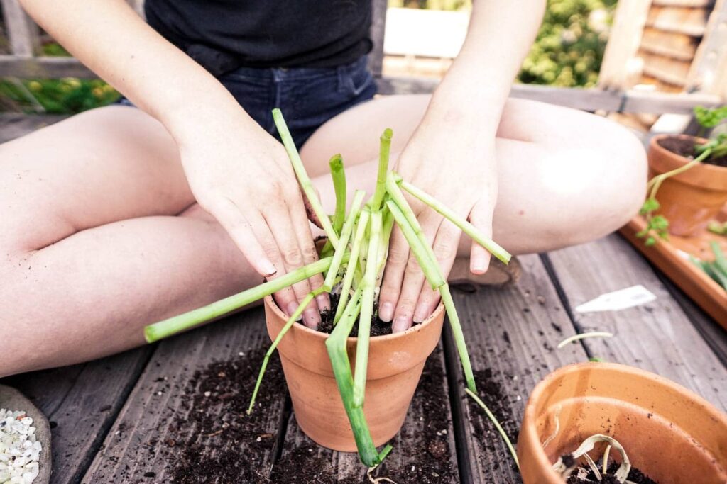 Growing green onions as part of a garden of herbs in a window box.