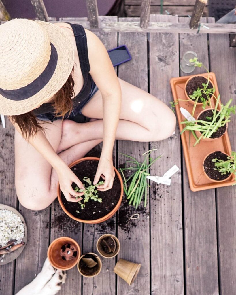 Potting edible plants for the windowsill