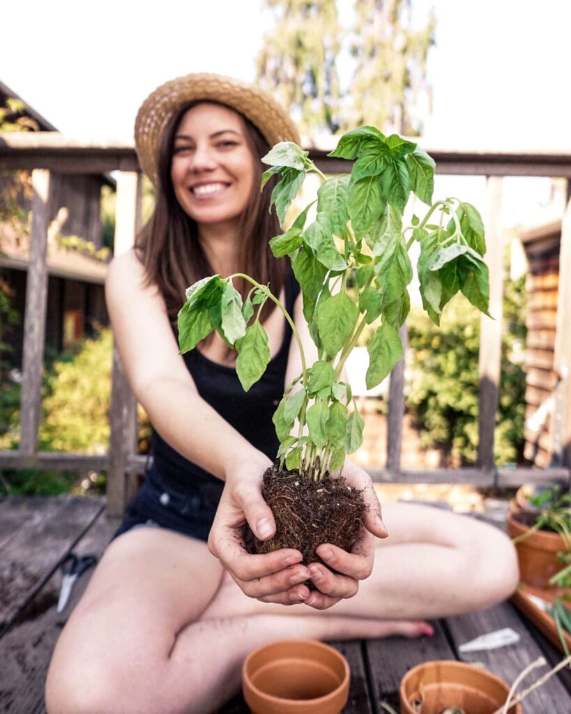 A woman holding a basil plant for her windowsill herb planter
