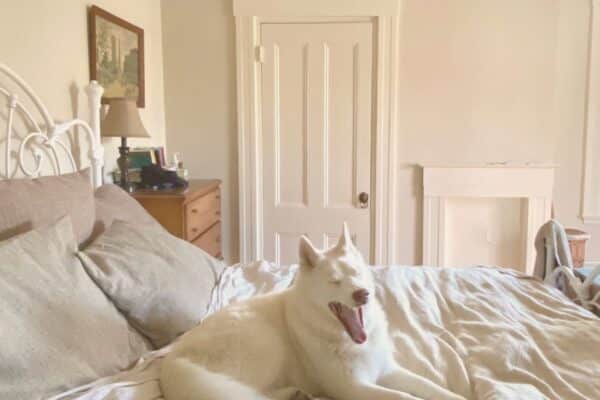 8 Best Linen Sheets For a Non-Toxic Bedroom